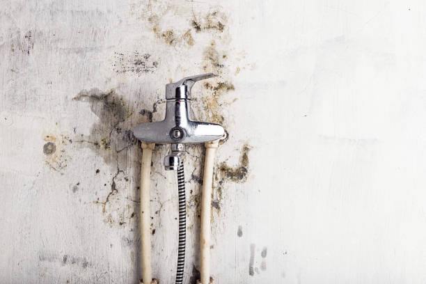 Best Kitchen Mold Remediation in Keary, NE