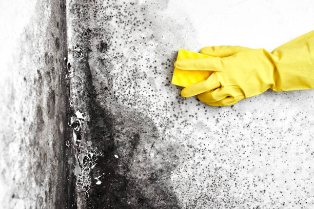 Professional Mold Remediation in Kearney, NE