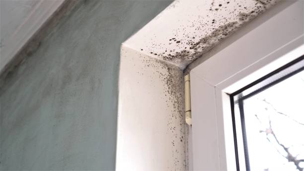 Best Bathroom Mold Remediation in Keary, NE