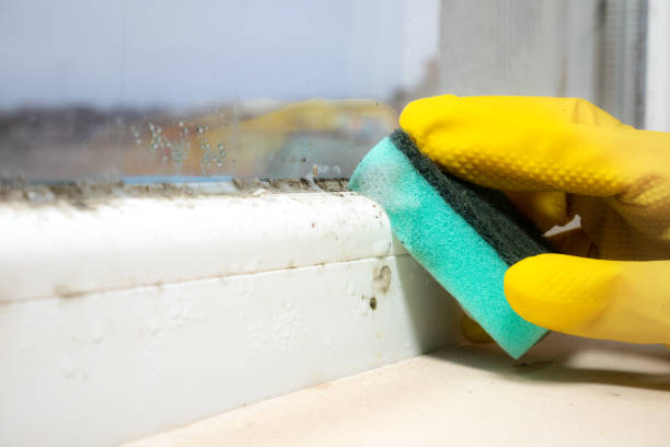 Best Commercial Mold Remediation in Keary, NE