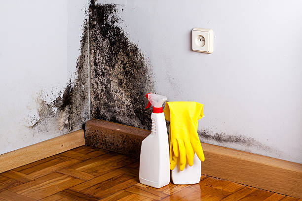 Best Black Mold Remediation in Keary, NE