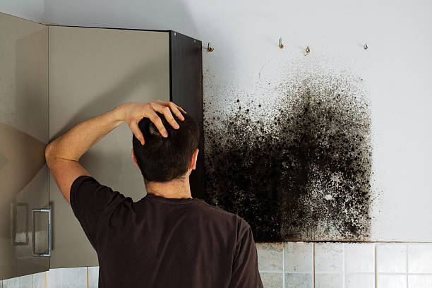 Best HVAC Mold Remediation in Keary, NE